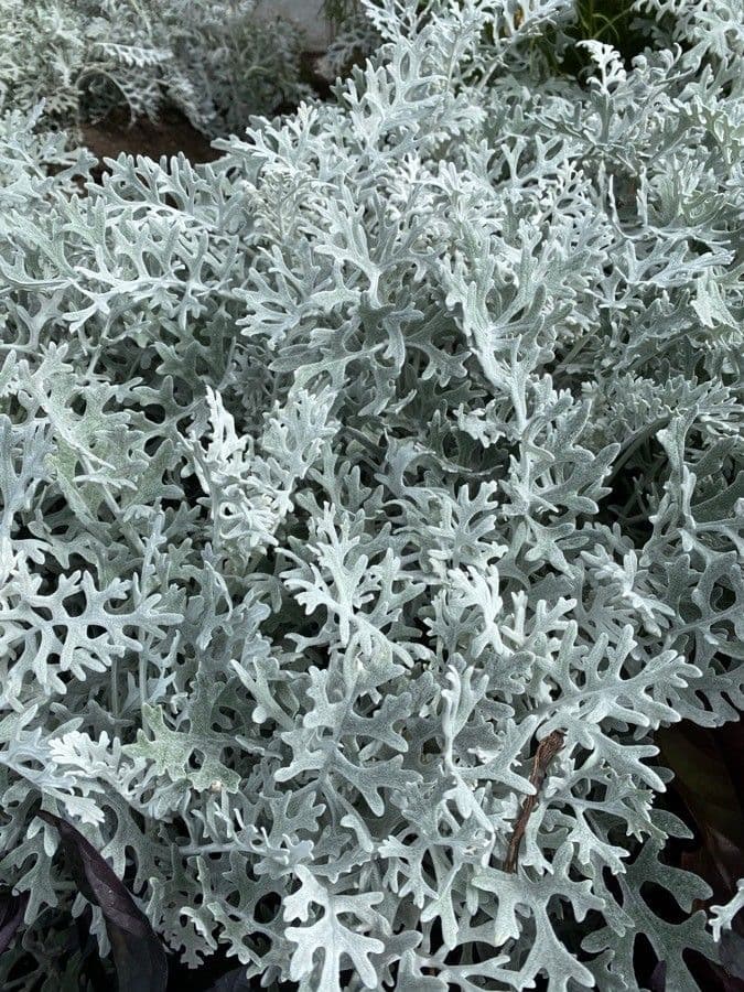 Senecio leucofillo 11