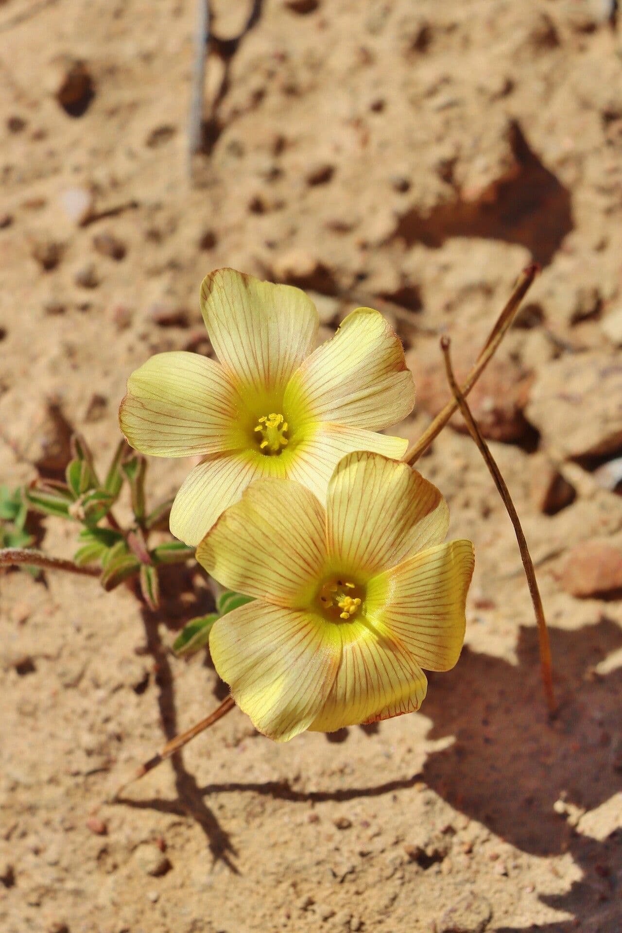 Oxalis 5