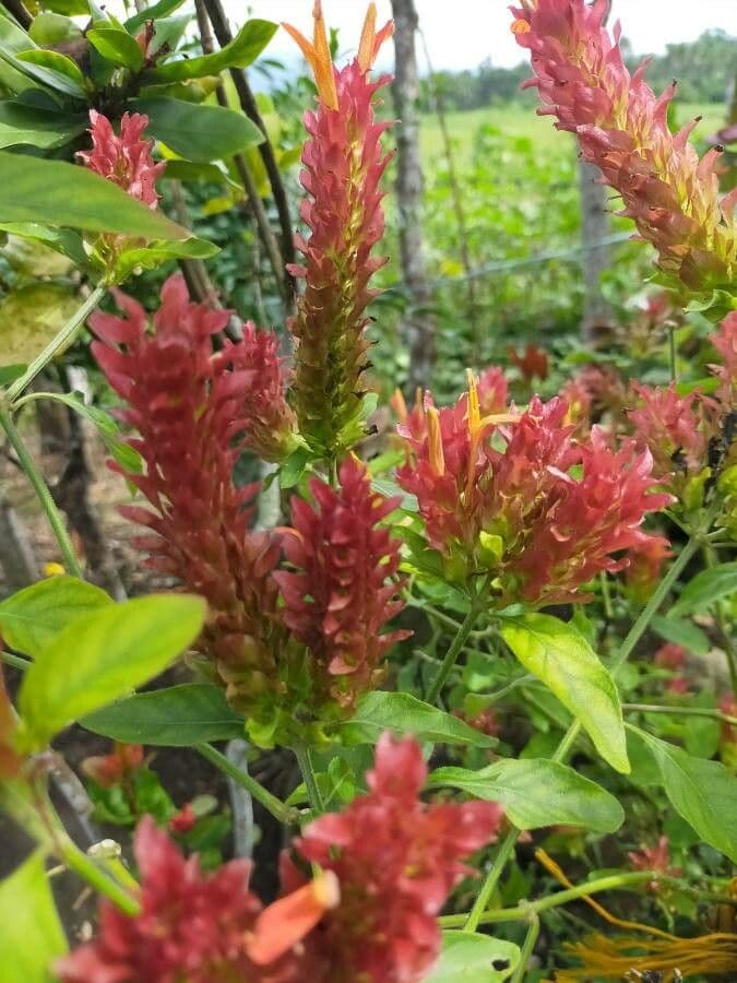 Aphelandra 5