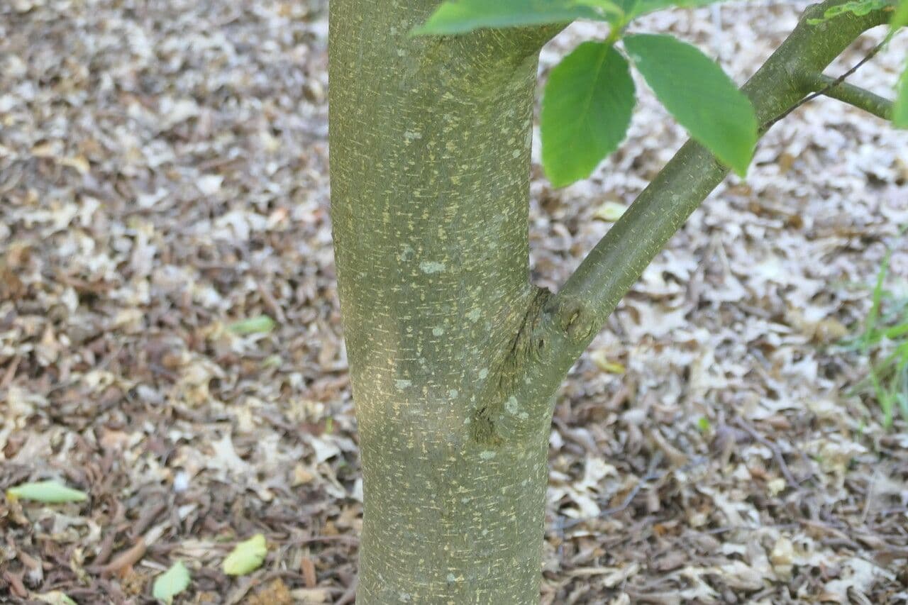 Thomsonaria 2