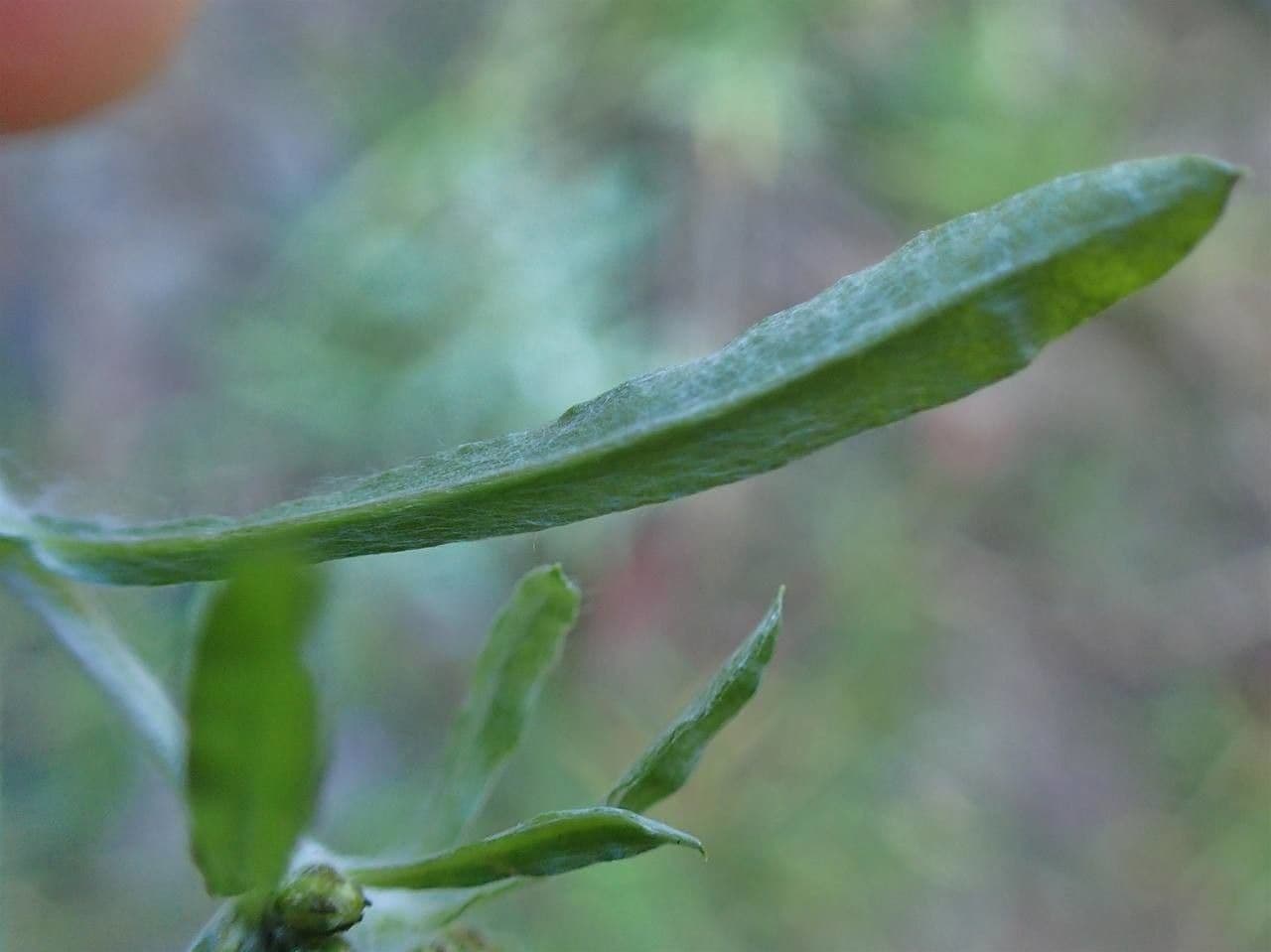 Gnaphalium 24