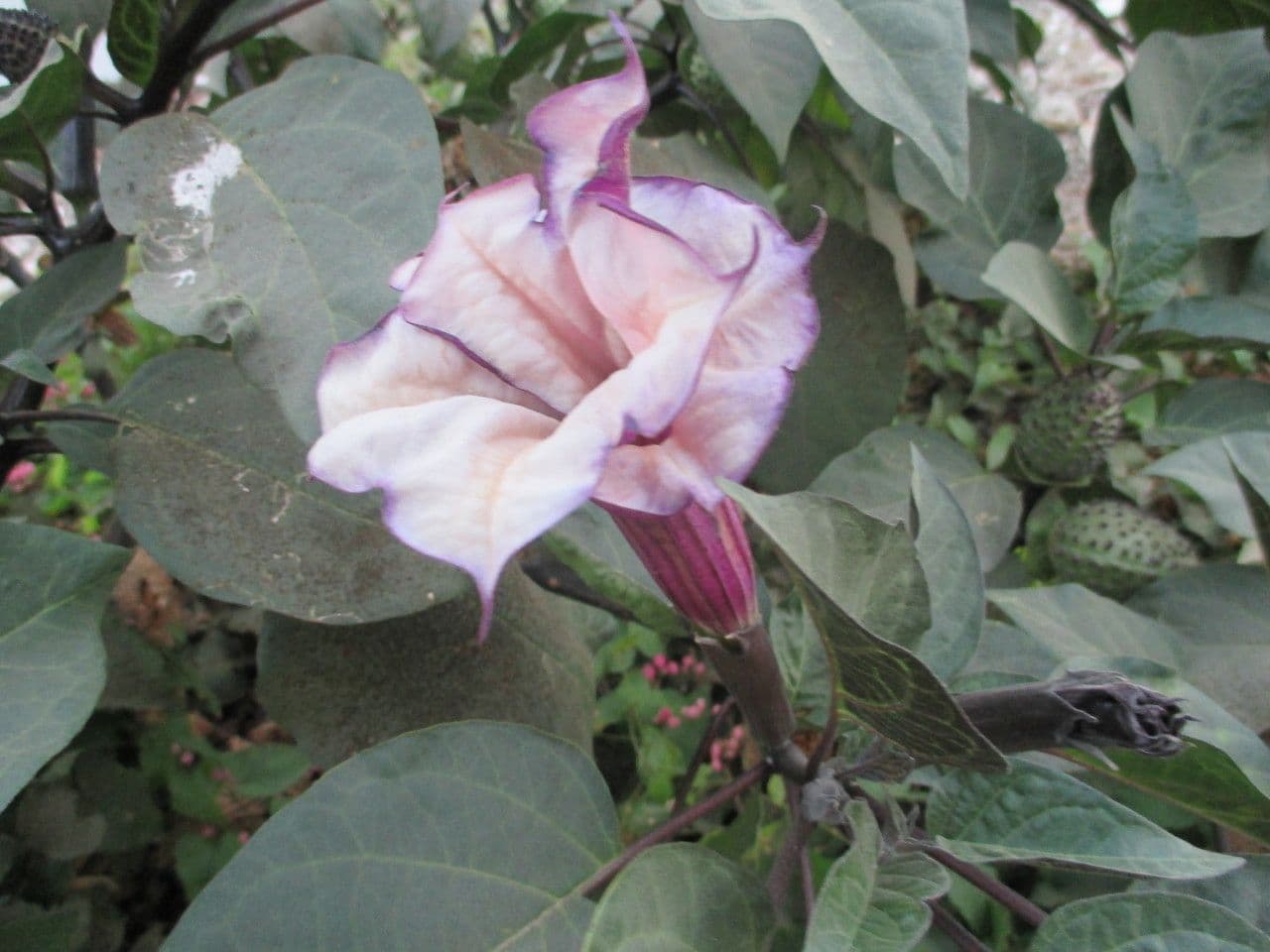 Datura metel 9