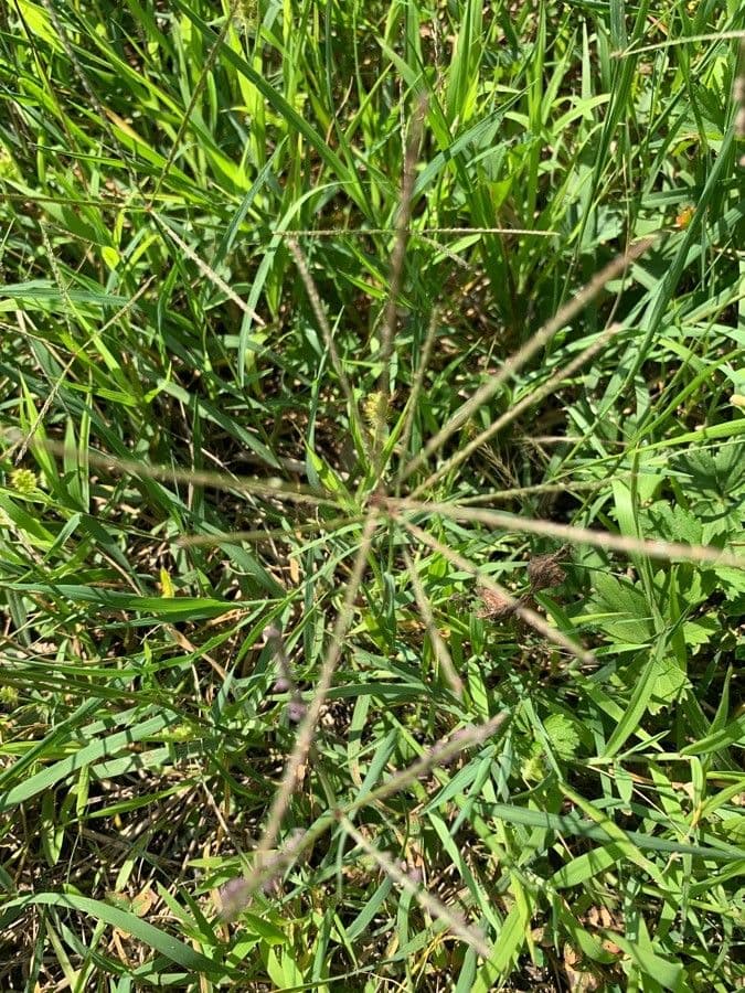 Chloris verticillée 10