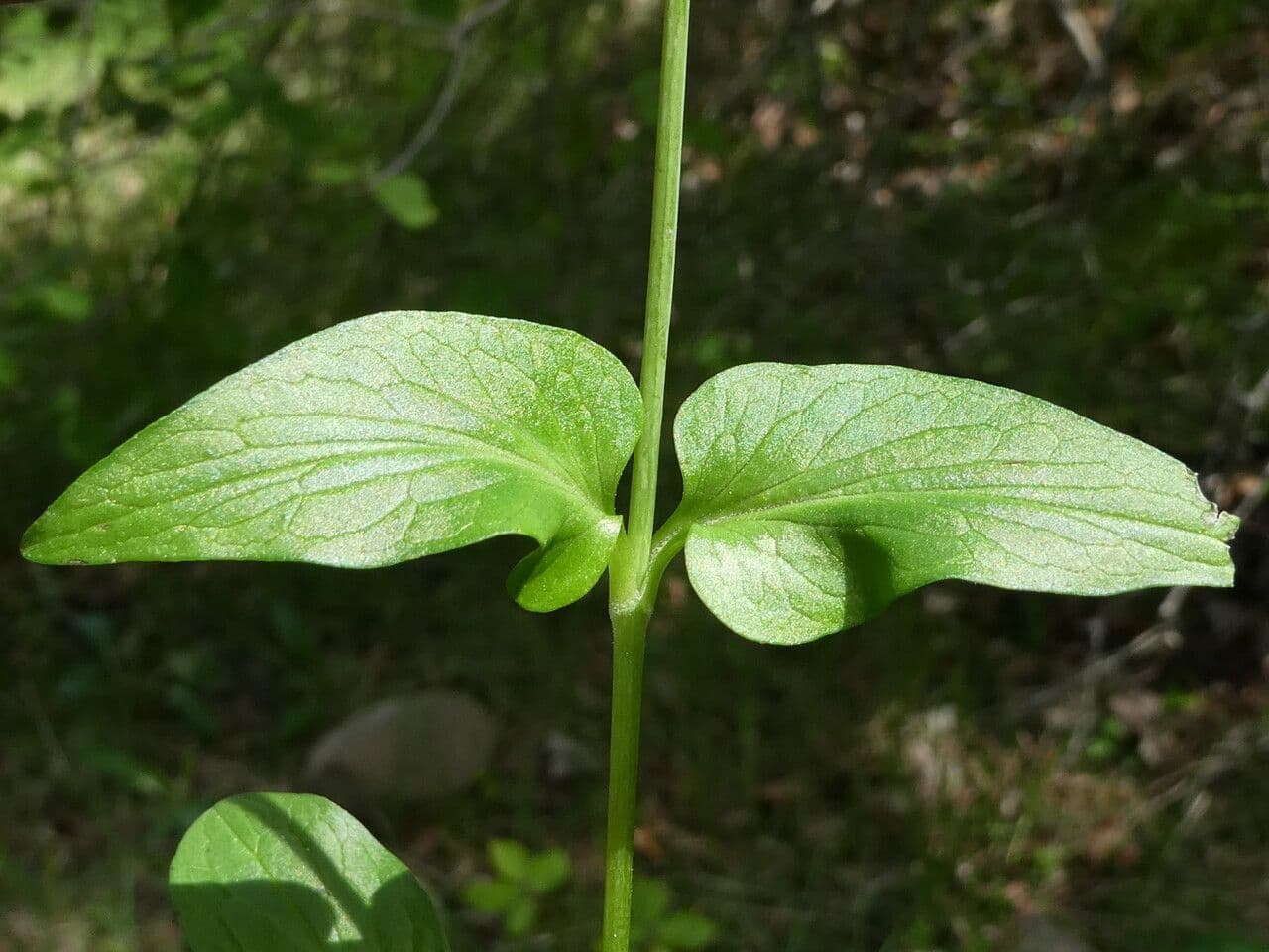 Dwarf valerian 17