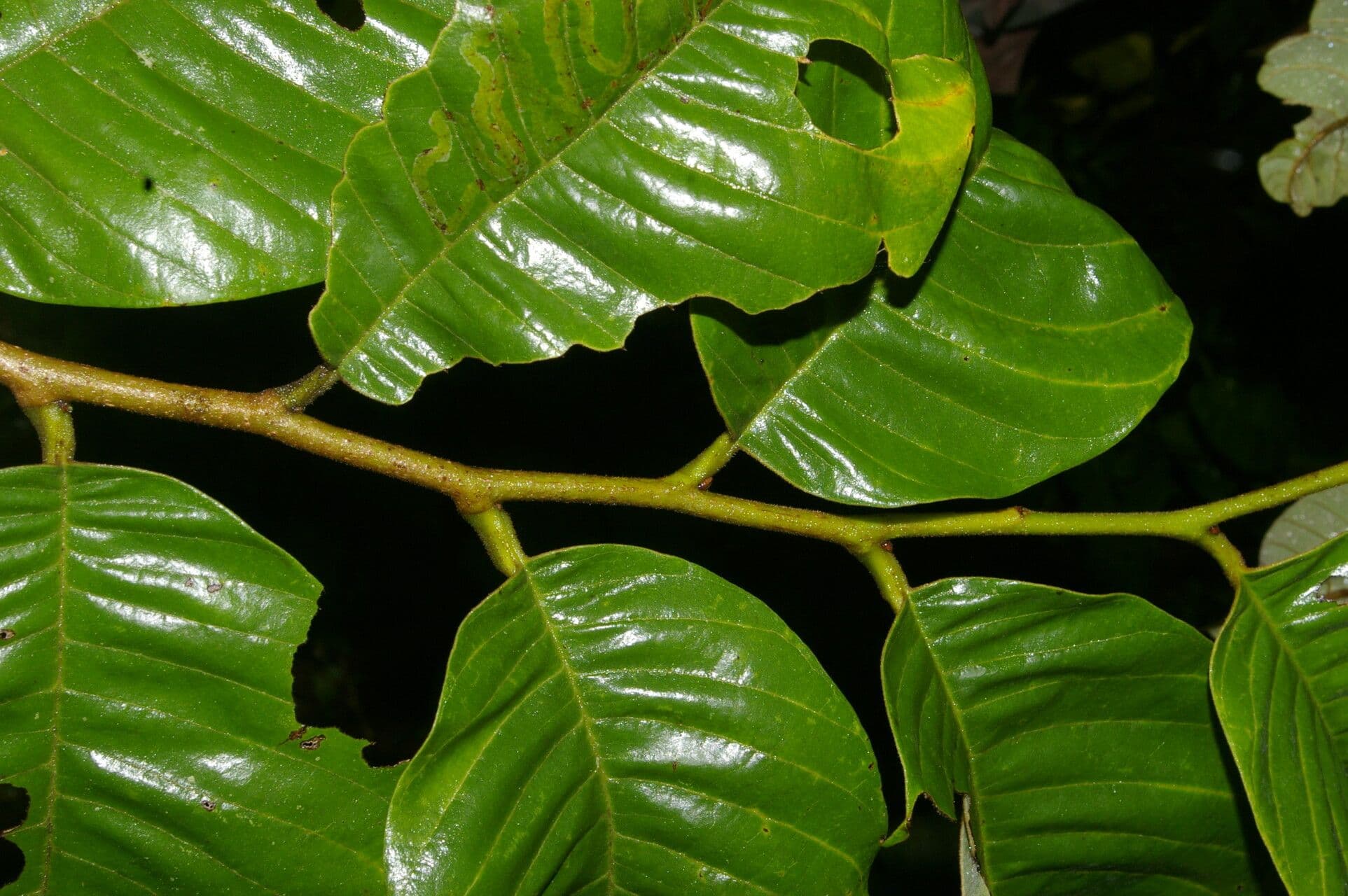 Annona 4