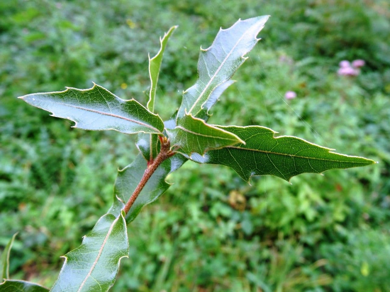 Dąb 5