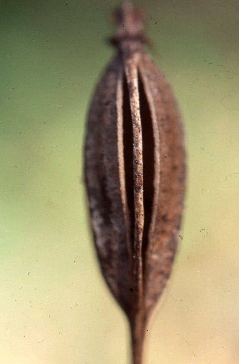 Frauenschuh