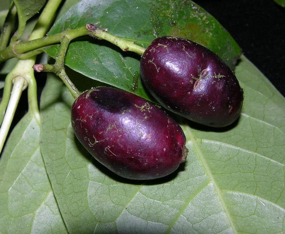 Chione venosa 2