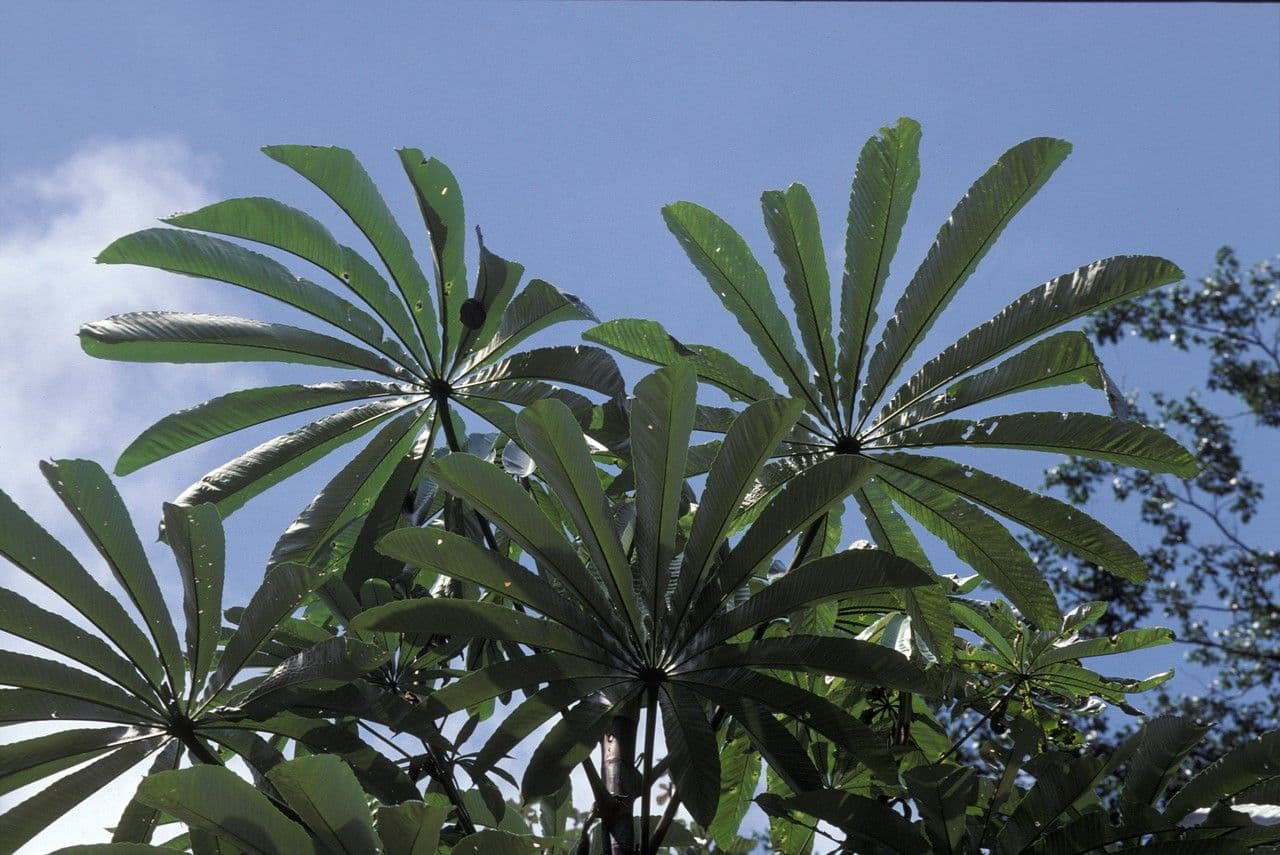 Cecropia 7