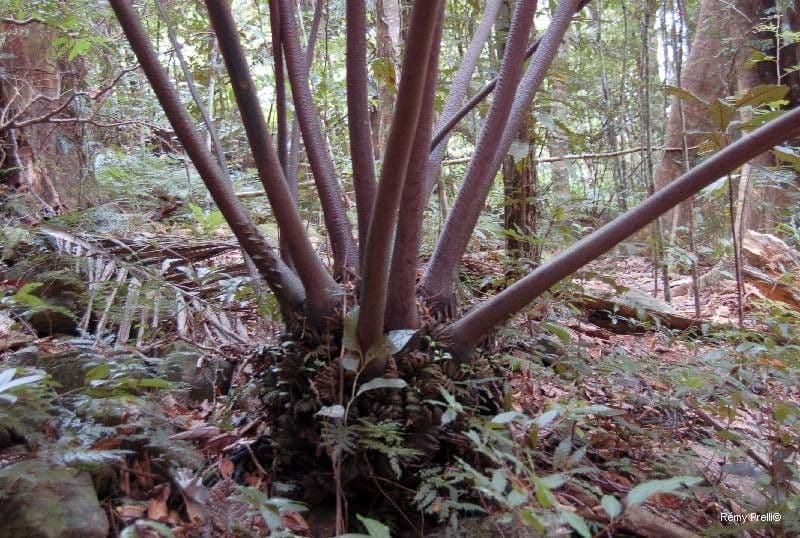 Ptisana 6