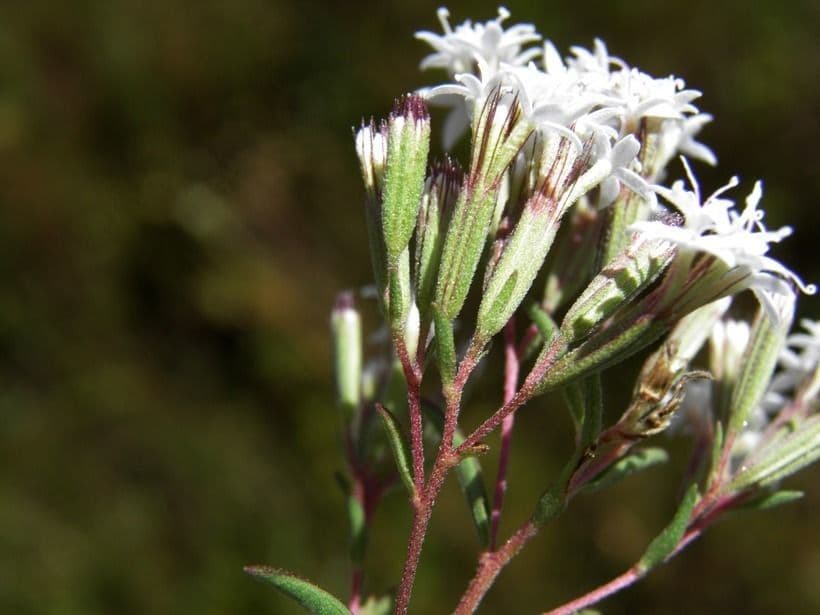 Stevia viscosa 4