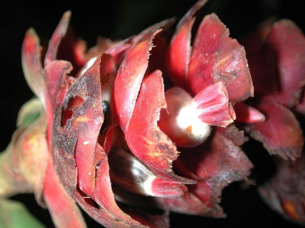 Costus scabro 4