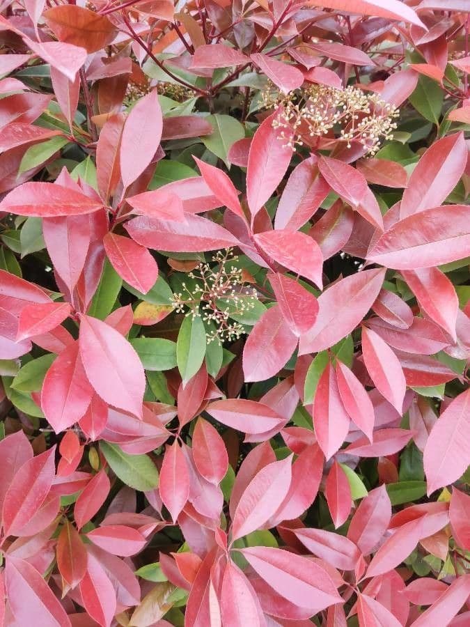 Photinia serrata 3