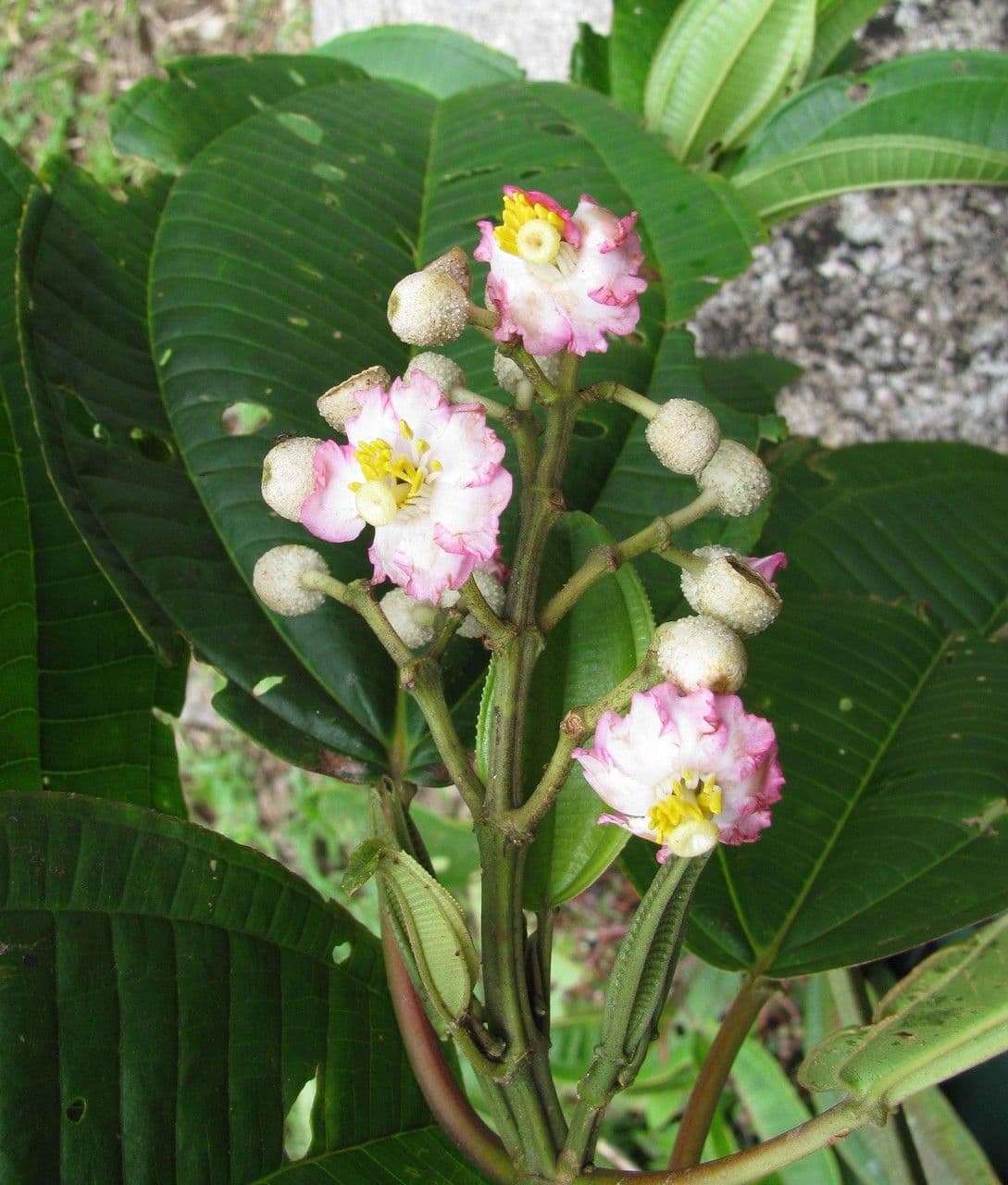 Miconia 11