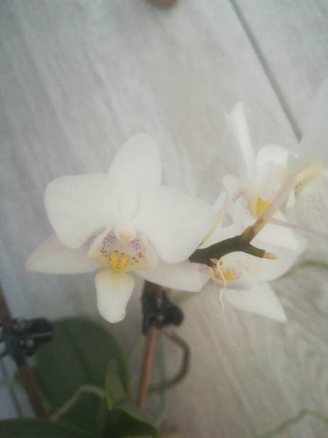 Phalaenopsis