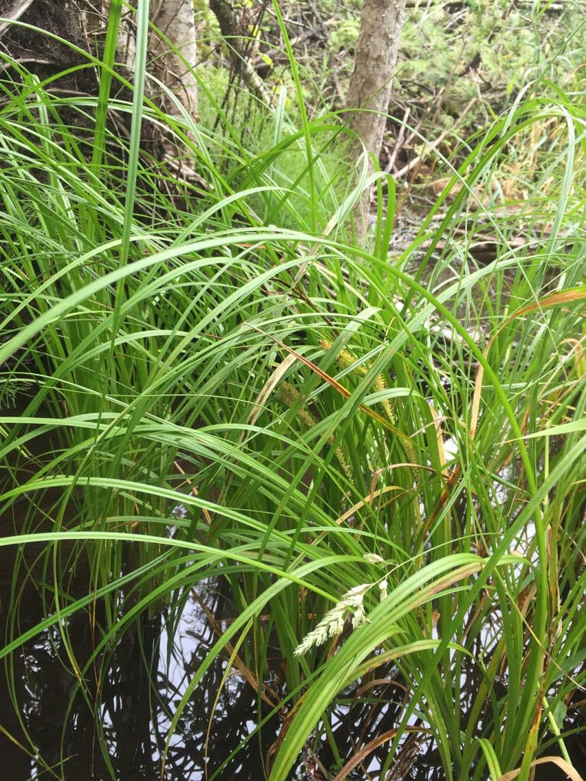 Carice utriculata 6