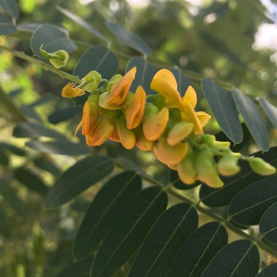 Sesbania drummondii 9