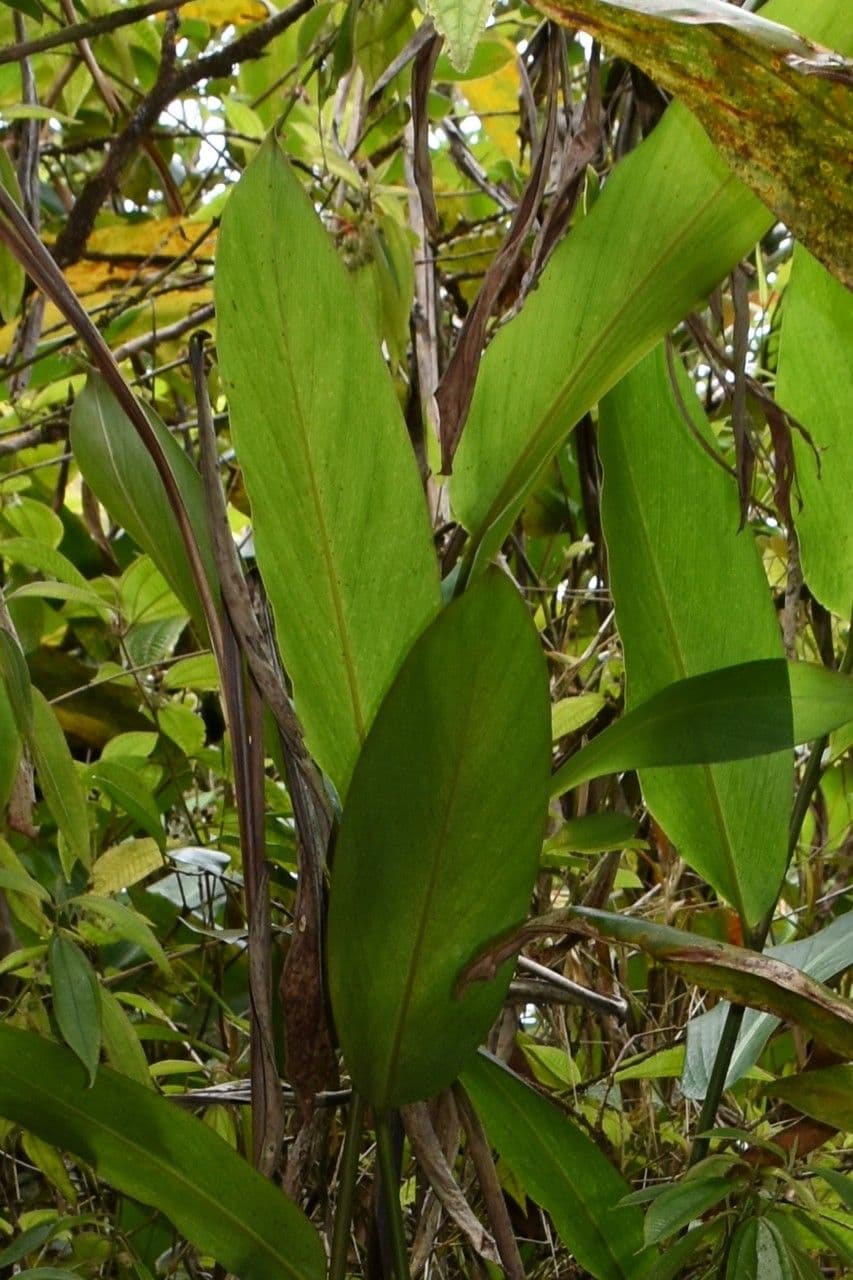 Guineakörner 6