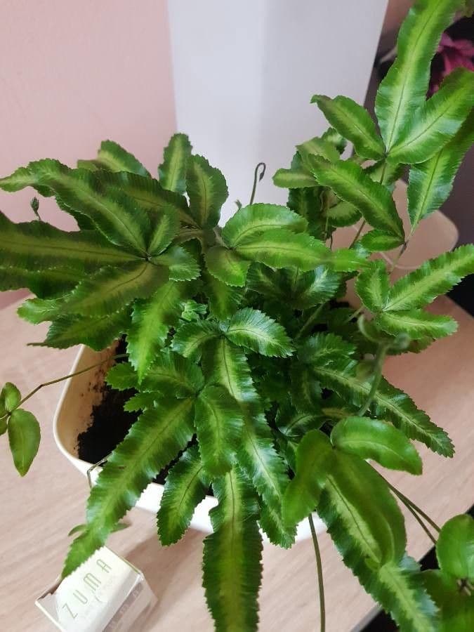 Pteris di Creta 10