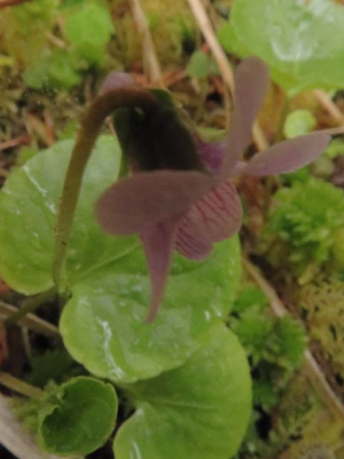 Viola palustre 4