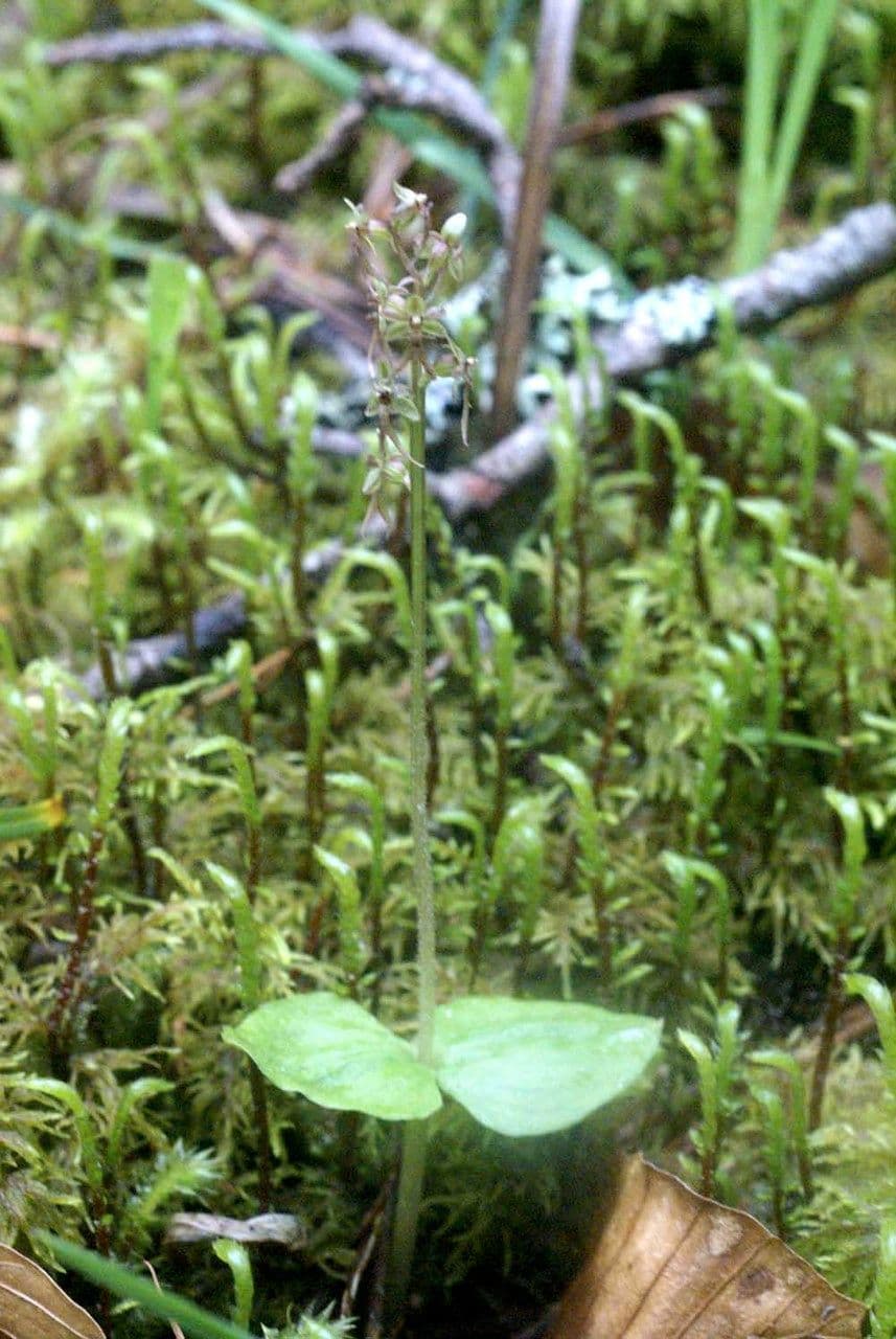 Lesser twayblade 24
