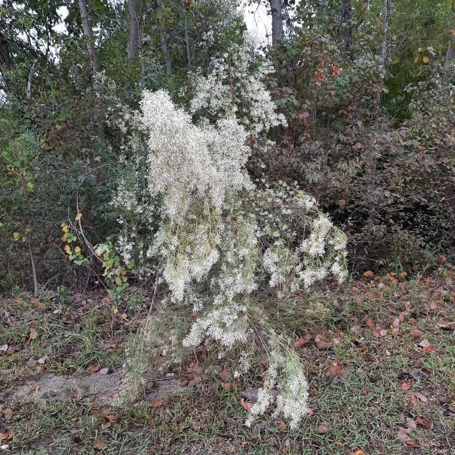 Baccharis neglecta 11