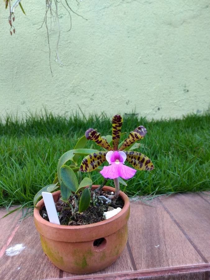 Cattleya aclandiae 5