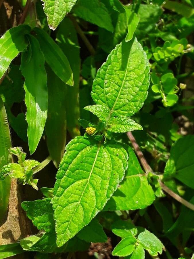 Eleutheranthera ruderalis 2