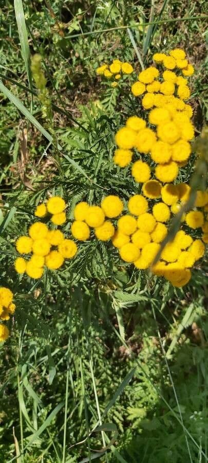 Tansy bipennato
