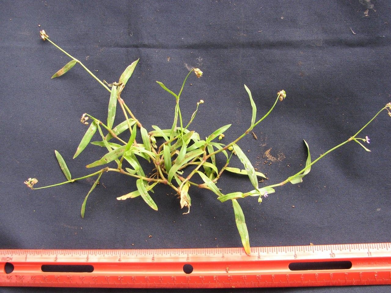 Murdannia nudiflora 23