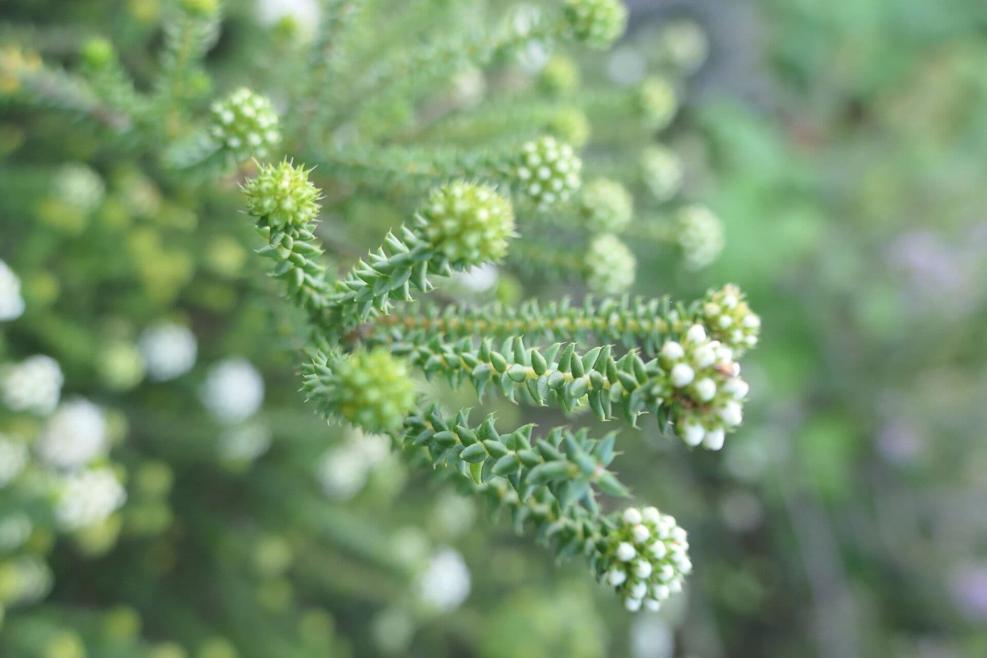 Agathosma 2