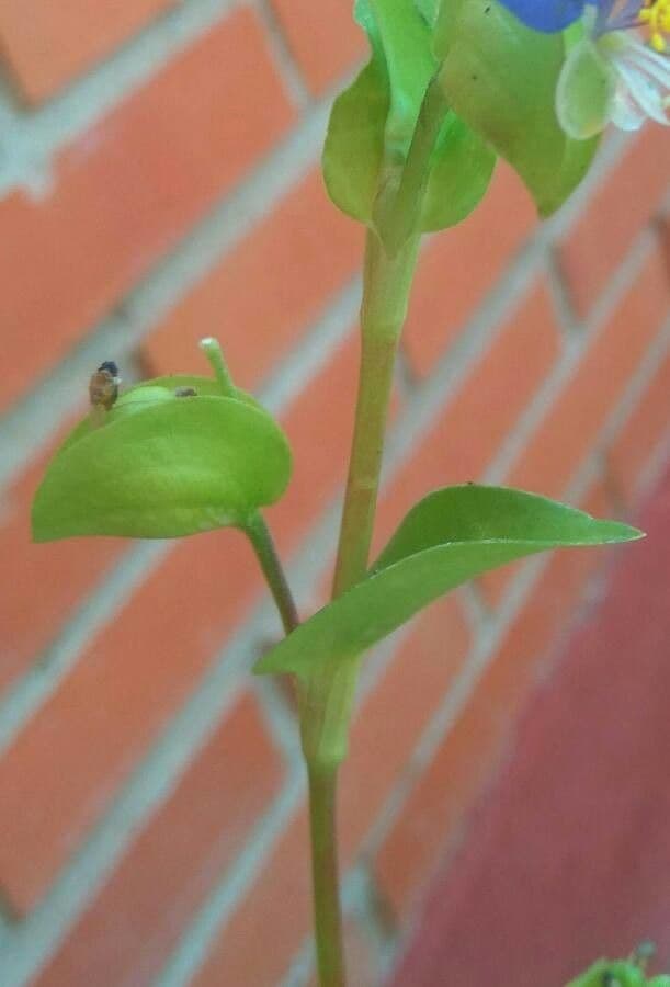 Commelina comune 25