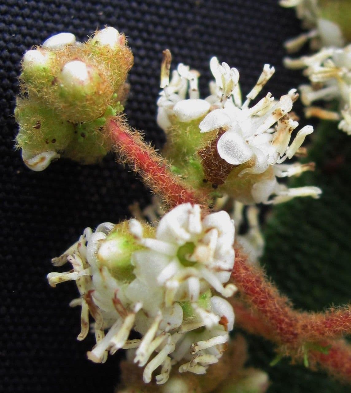 Miconia 4