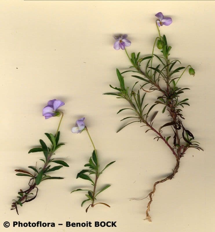 Violette arborescente 25