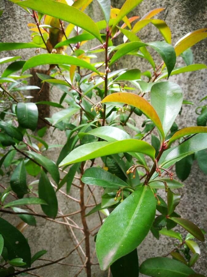 Ardisia révolutée 15