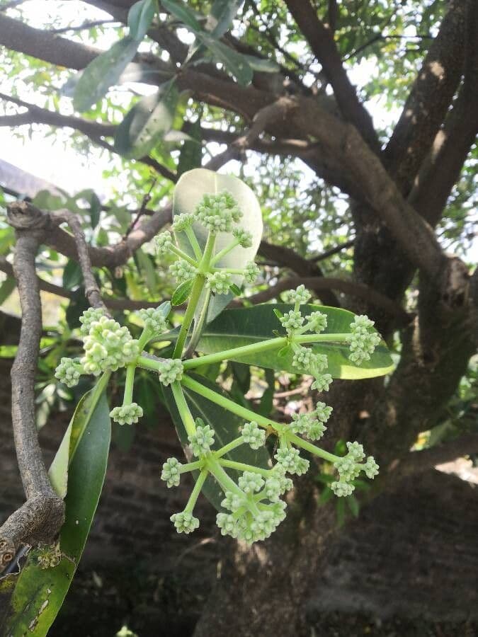 Rauvolfia 6
