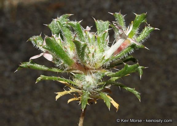 Loeseliastrum schottii 3