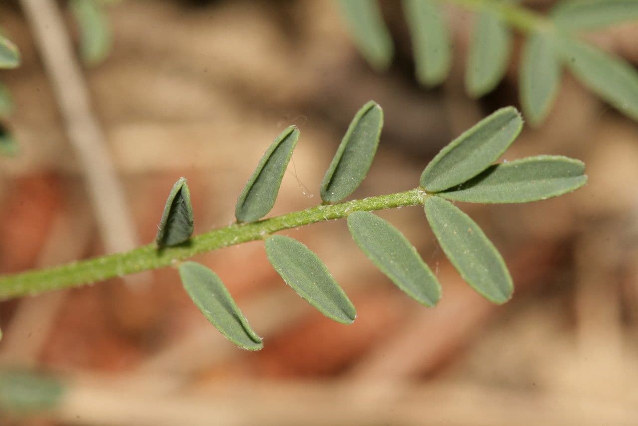 Hippocrepis 20