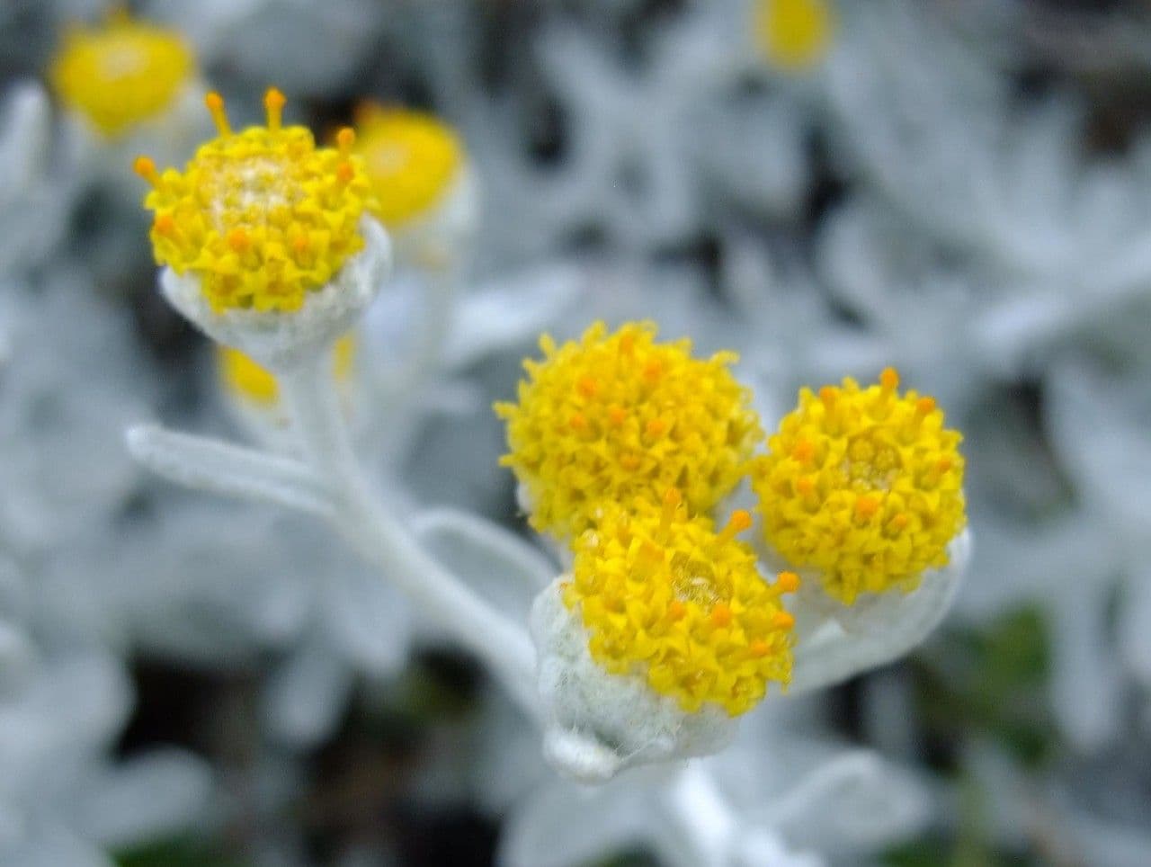 Achillea marittima 7