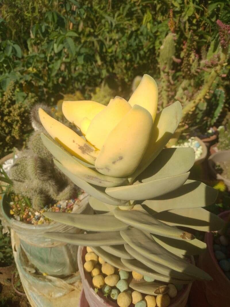 Kalanchoe 3