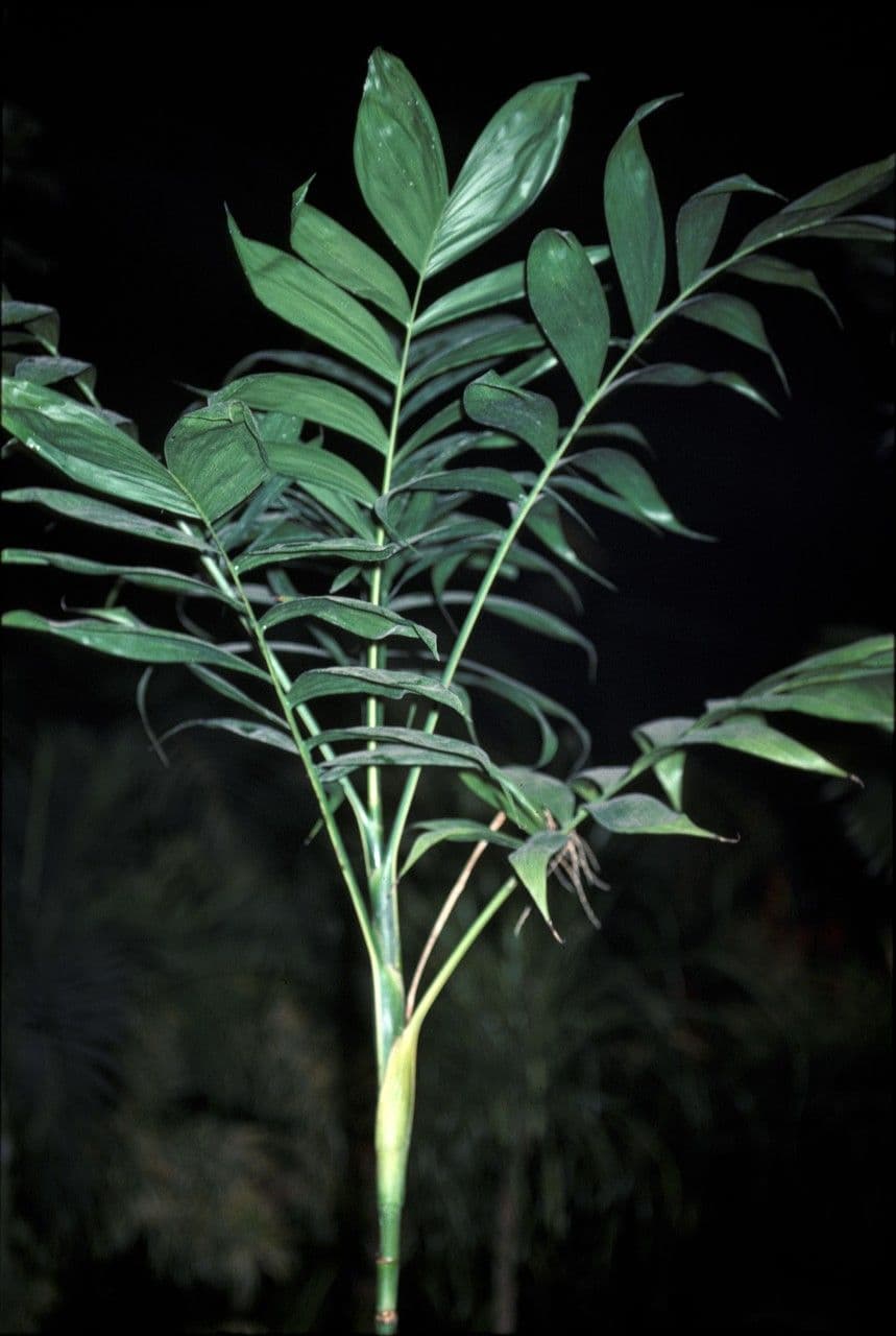 Chamaedorea