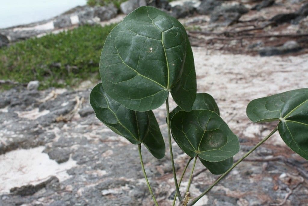 Geknöpfte Acropogon 16