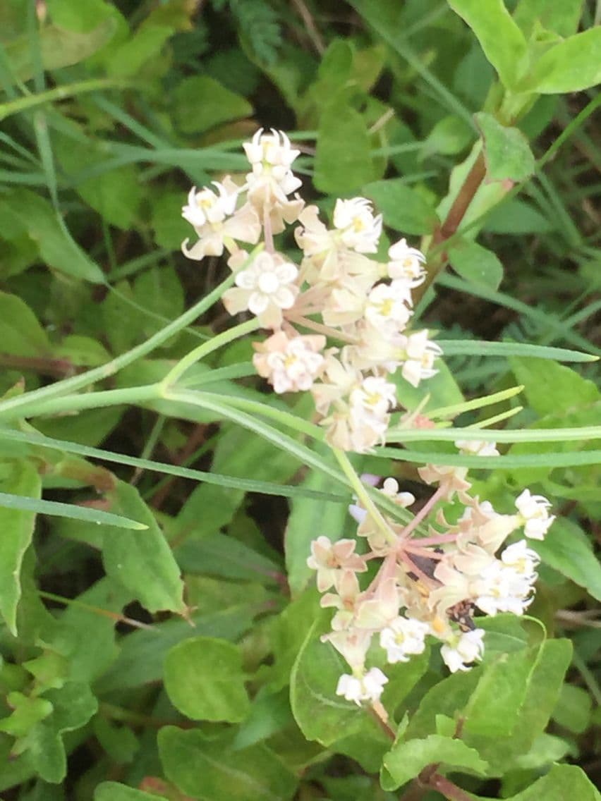 Asclepias lineare 2