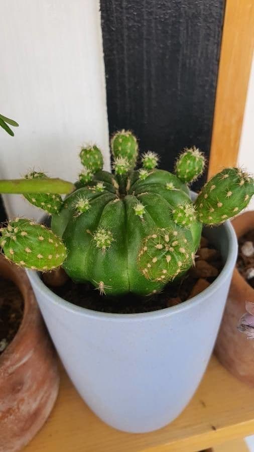 Coleocephalocereus 4