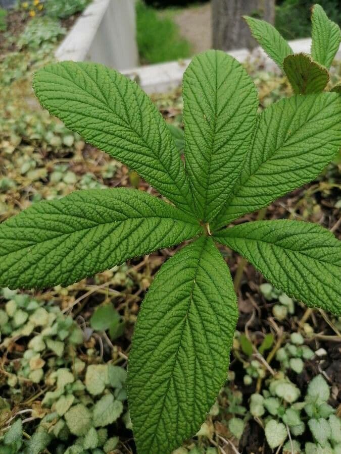 Rodgersia 17