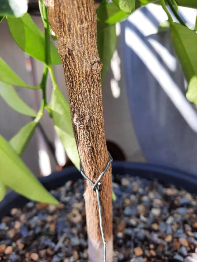 Kummerquats 24