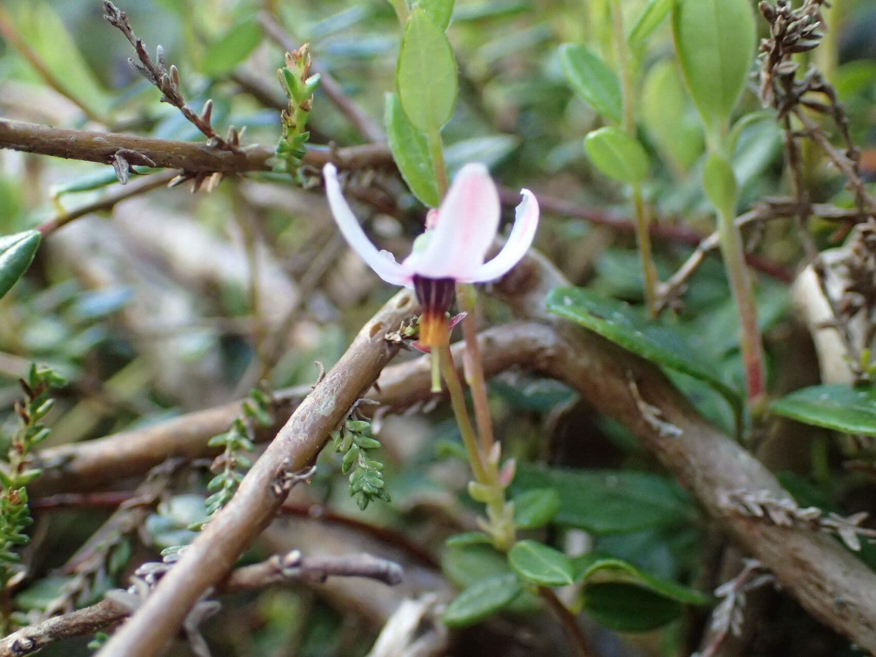 Ossicocco 8