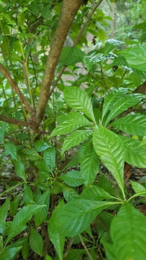 Psychotria nervosa 22