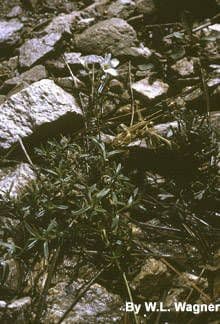 Cerastio pendulo