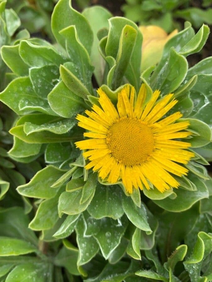 Sternblume